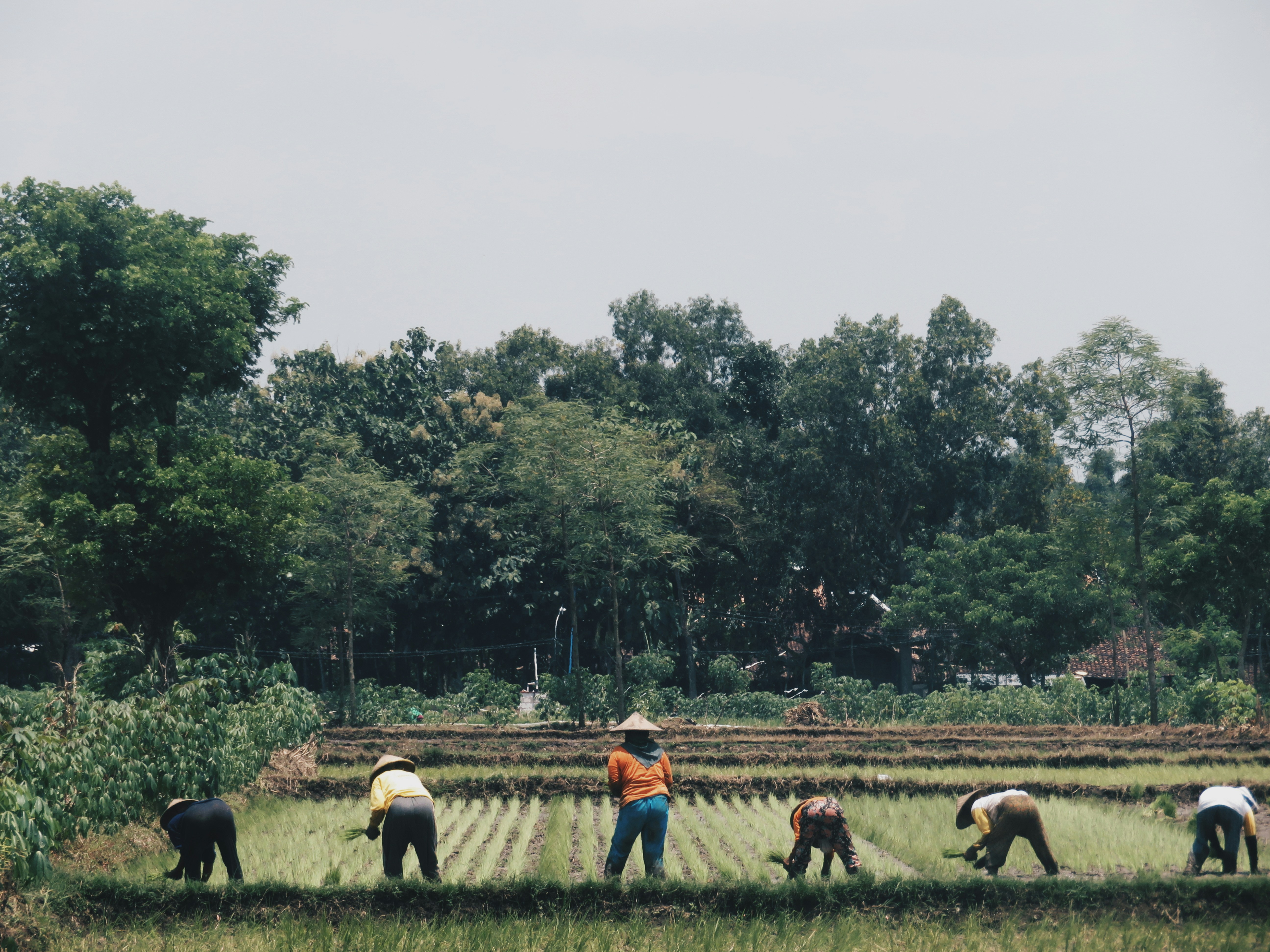 Agriculture